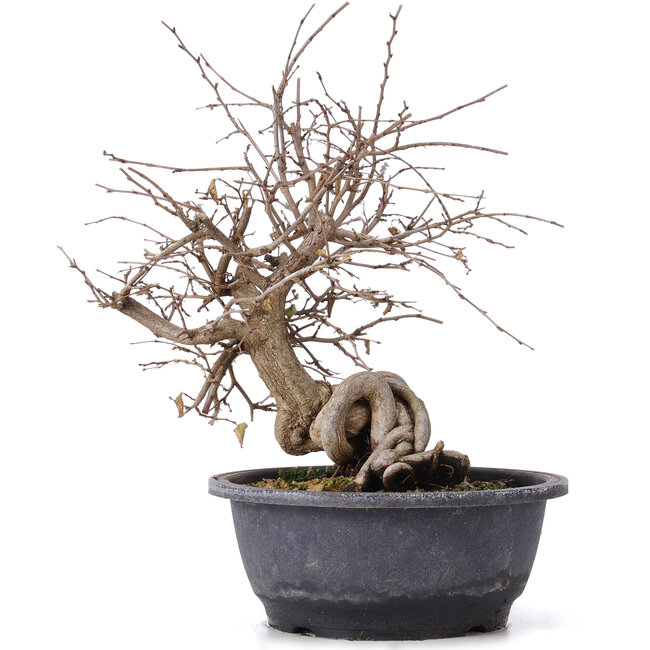 Carpinus coreana, 32 cm, ± 12 jaar oud