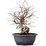 Carpinus coreana, 32 cm, ± 12 years old