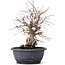 Carpinus coreana, 32 cm, ± 12 years old