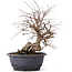 Carpinus coreana, 32 cm, ± 12 jaar oud