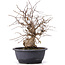 Carpinus coreana, 32 cm, ± 12 years old