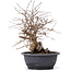 Carpinus coreana, 32 cm, ± 12 years old