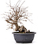 Carpinus coreana, 32 cm, ± 12 years old