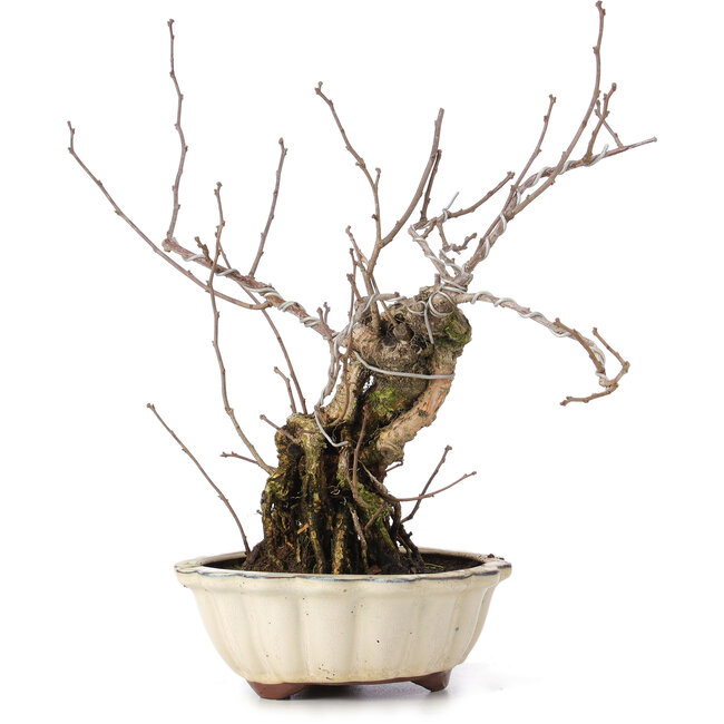 Celastrus orbiculatus, 30 cm, ± 8 years old