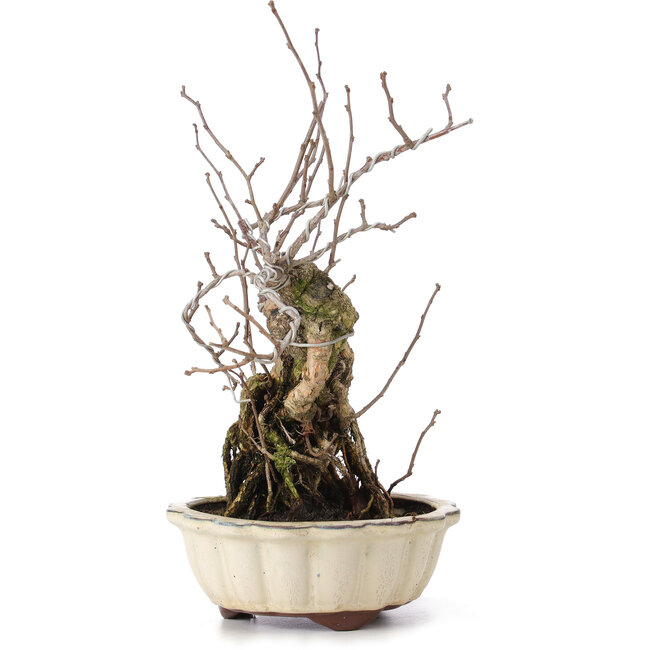 Celastrus orbiculatus, 30 cm, ± 8 anni