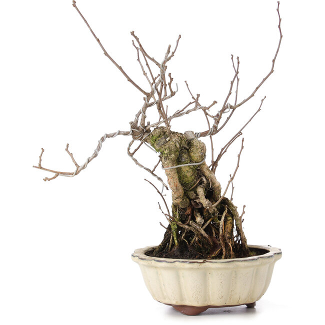 Celastrus orbiculatus, 30 cm, ± 8 ans