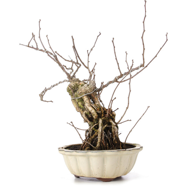 Celastrus orbiculatus, 30 cm, ± 8 years old