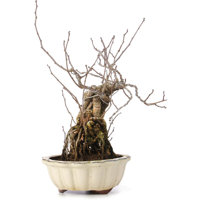 Celastrus orbiculatus, 30 cm, ± 8 ans