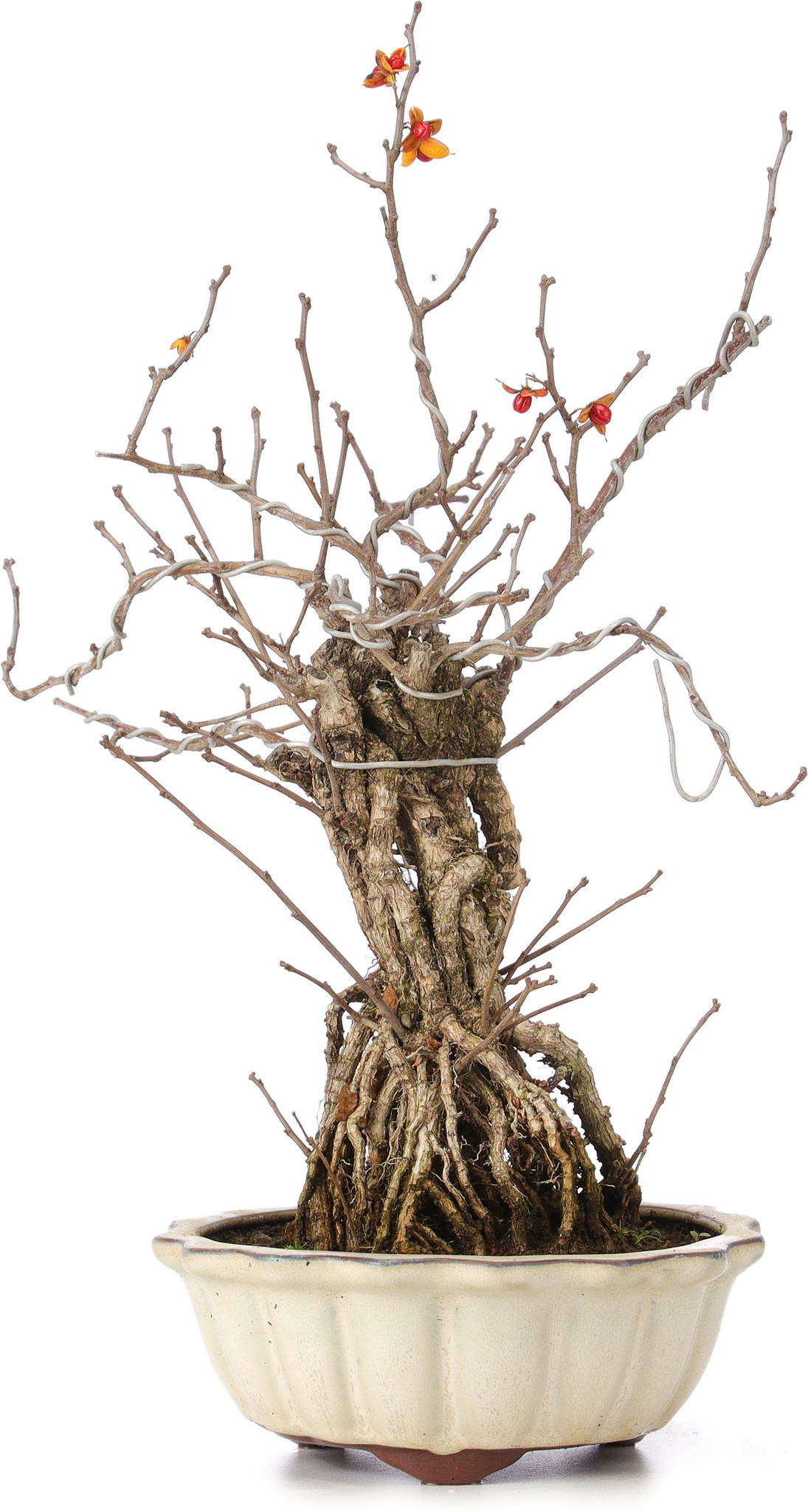 Celastrus orbiculatus, 36 cm,  8 years old - Bonsai Plaza