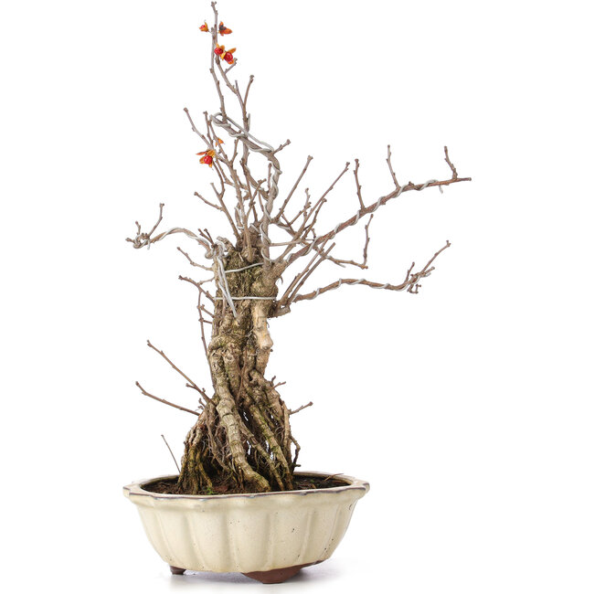 Celastrus orbiculatus, 36 cm, ± 8 jaar oud