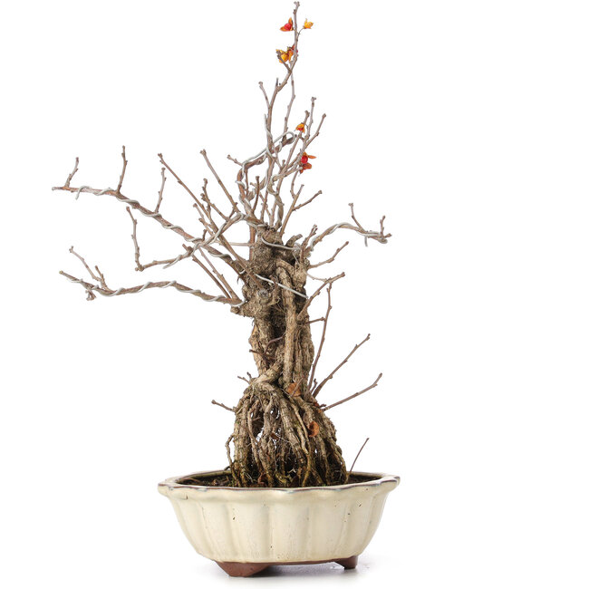 Celastrus orbiculatus, 36 cm, ± 8 anni