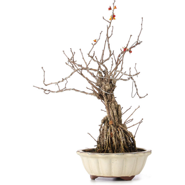 Celastrus orbiculatus, 36 cm, ± 8 Jahre alt