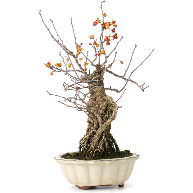 Celastrus orbiculatus, 33 cm, ± 8 ans