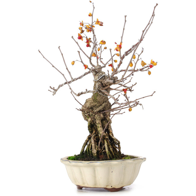 Celastrus orbiculatus, 33 cm, ± 8 anni