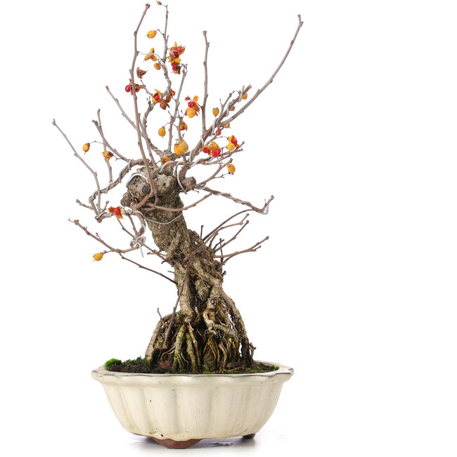 Celastrus orbiculatus, 33 cm, ± 8 anni