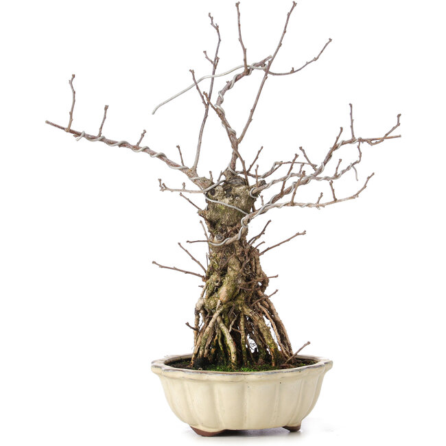 Celastrus orbiculatus, 34 cm, ± 8 Jahre alt