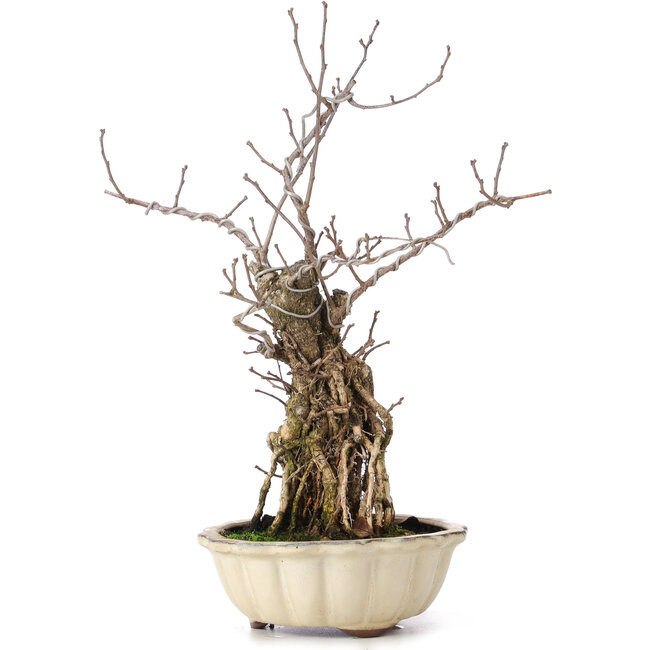 Celastrus orbiculatus, 34 cm, ± 8 jaar oud