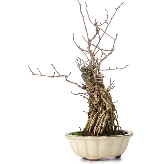 Celastrus orbiculatus, 34 cm, ± 8 anni