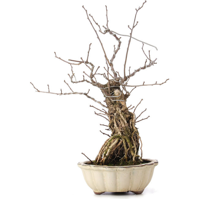 Celastrus orbiculatus, 34 cm, ± 8 años