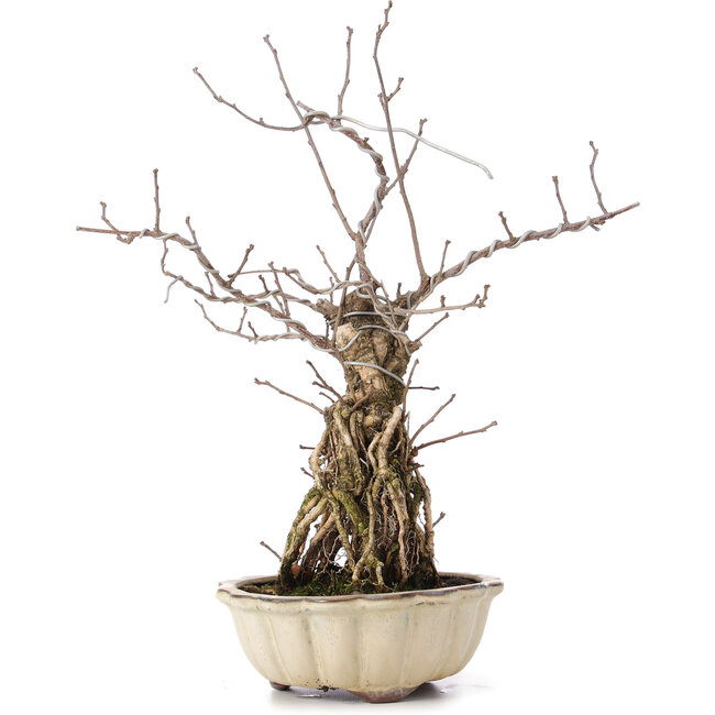 Celastrus orbiculatus, 34 cm, ± 8 Jahre alt