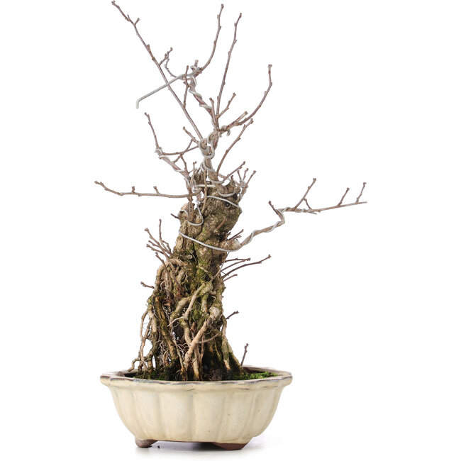 Celastrus orbiculatus, 34 cm, ± 8 ans