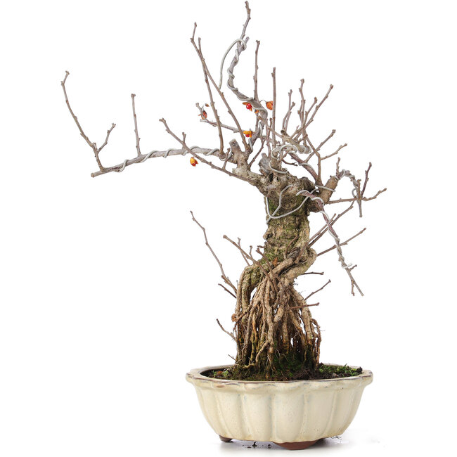 Celastrus orbiculatus, 34 cm, ± 8 years old