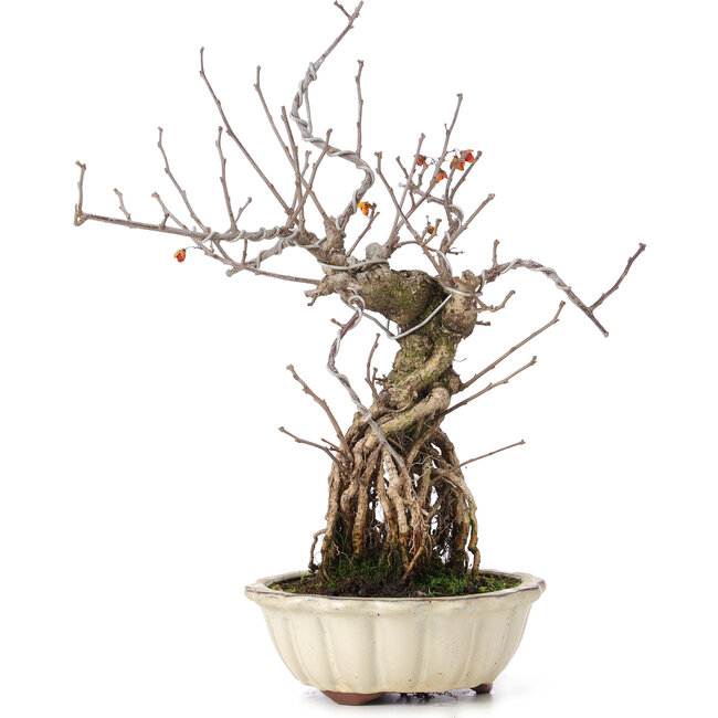 Celastrus orbiculatus, 34 cm, ± 8 años