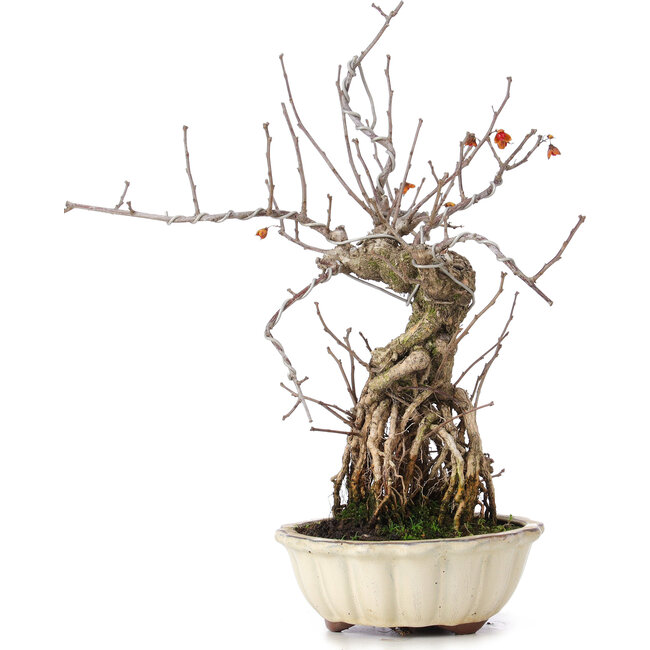 Celastrus orbiculatus, 34 cm, ± 8 Jahre alt