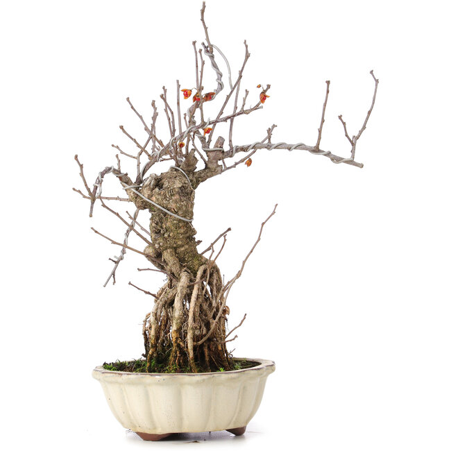 Celastrus orbiculatus, 34 cm, ± 8 jaar oud