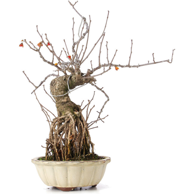 Celastrus orbiculatus, 34 cm, ± 8 ans