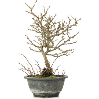 Chaenomeles speciosa Chojubai, 28 cm, ± 12 jaar oud