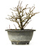 Chaenomeles speciosa Chojubai, 17 cm, ± 12 jaar oud, met rode bloemen en geel fruit