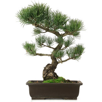 Pinus parviflora, 42 cm, ± 25 anni