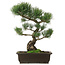 Pinus parviflora, 42 cm, ± 25 ans