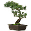 Pinus parviflora, 42 cm, ± 25 Jahre alt