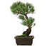 Pinus parviflora, 42 cm, ± 25 jaar oud