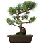 Pinus parviflora, 42 cm, ± 25 jaar oud