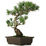 Pinus parviflora, 42 cm, ± 25 jaar oud