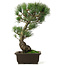 Pinus parviflora, 42 cm, ± 25 jaar oud