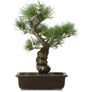 Pinus parviflora, 40 cm, ± 25 jaar oud