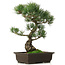 Pinus parviflora, 42 cm, ± 25 anni