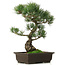 Pinus parviflora, 42 cm, ± 25 jaar oud