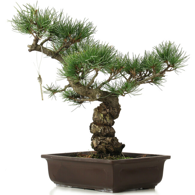 Pinus parviflora, 40 cm, ± 25 años