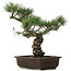 Pinus parviflora, 40 cm, ± 25 jaar oud