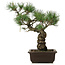 Pinus parviflora, 40 cm, ± 25 jaar oud