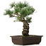 Pinus parviflora, 40 cm, ± 25 ans
