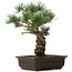 Pinus parviflora, 40 cm, ± 25 jaar oud