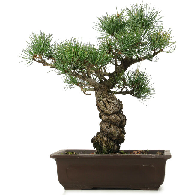 Pinus parviflora, 40 cm, ± 25 ans