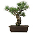 Pinus parviflora, 40 cm, ± 25 jaar oud