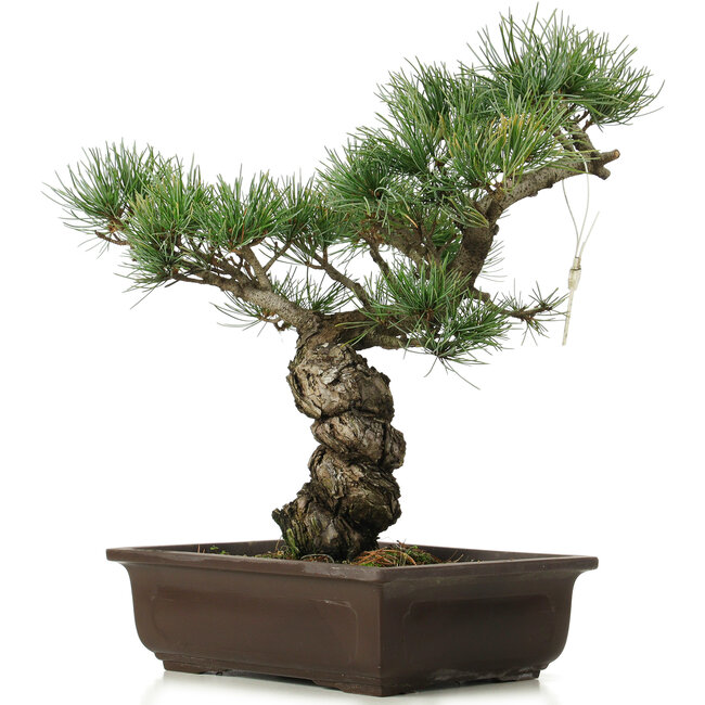 Pinus parviflora, 40 cm, ± 25 years old